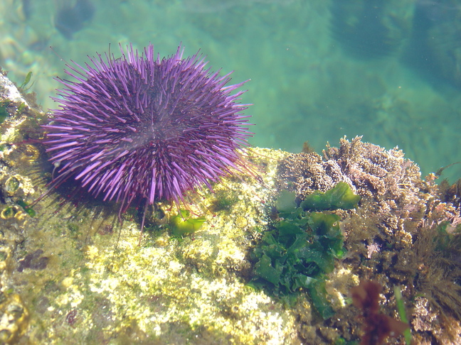 Sea Urchin